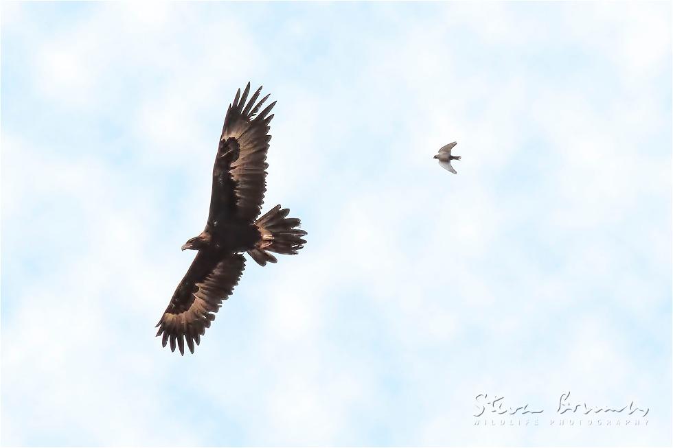 Wedge-tailed Eagle (Aquila audax)