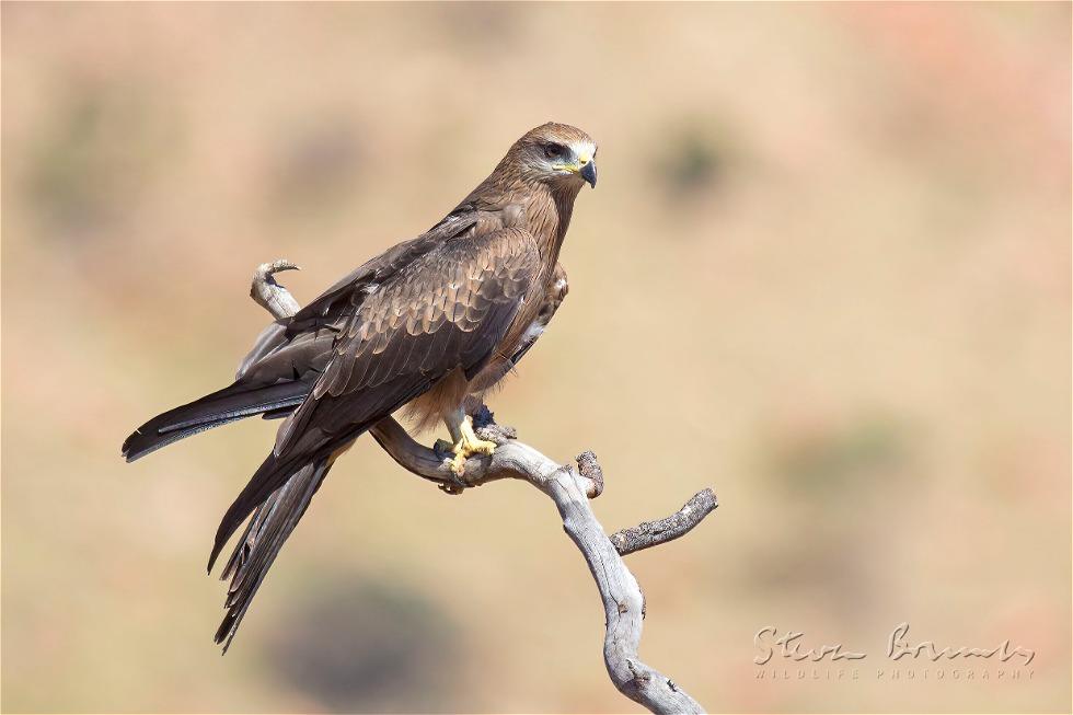 Black Kite (Milvus migrans)