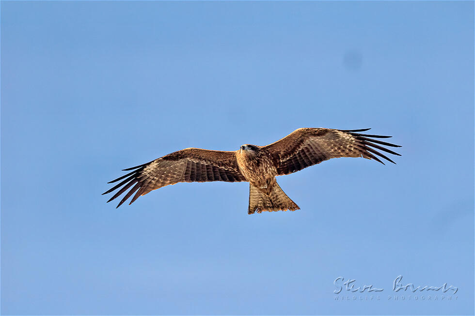 Black Kite (Milvus migrans)