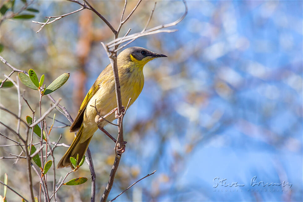 Grey-headed Honeyeater (Ptilotula keartlandi)