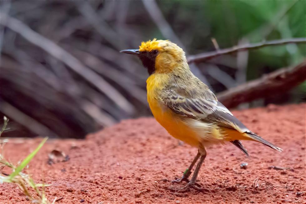 Orange Chat (Epthianura aurifrons)