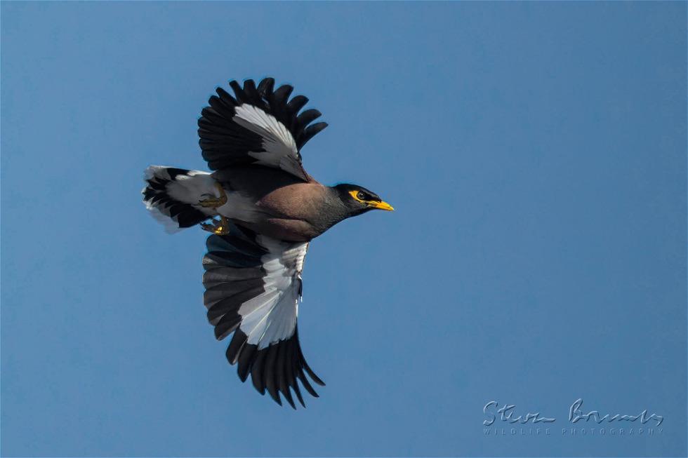 Common Myna (Acridotheres tristis)