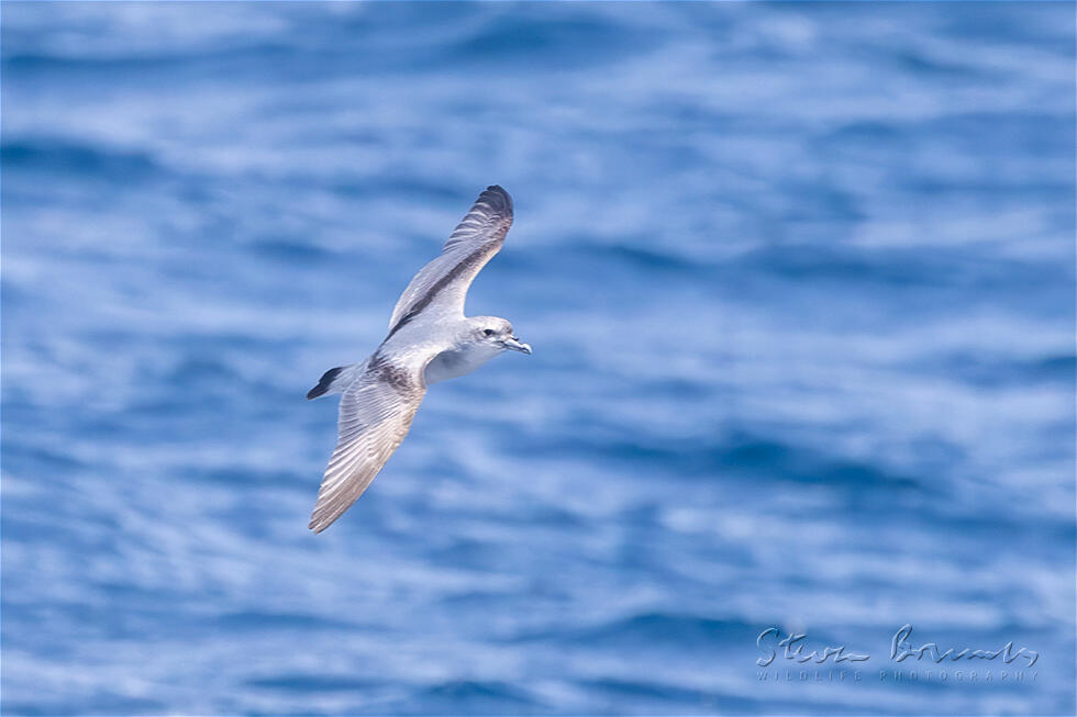 Fairy Prion (Pachyptila turtur)