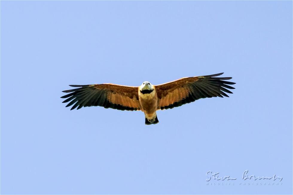 Black-collared Hawk (Busarellus nigricollis)