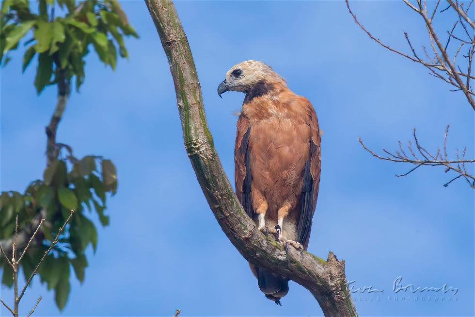 Black-collared Hawk (Busarellus nigricollis)