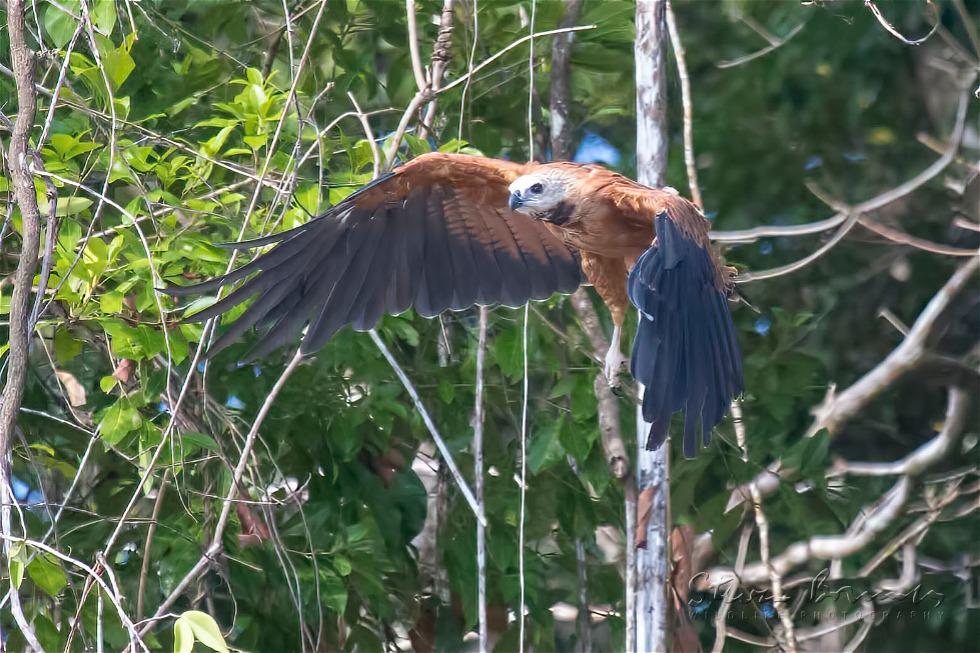 Black-collared Hawk (Busarellus nigricollis)