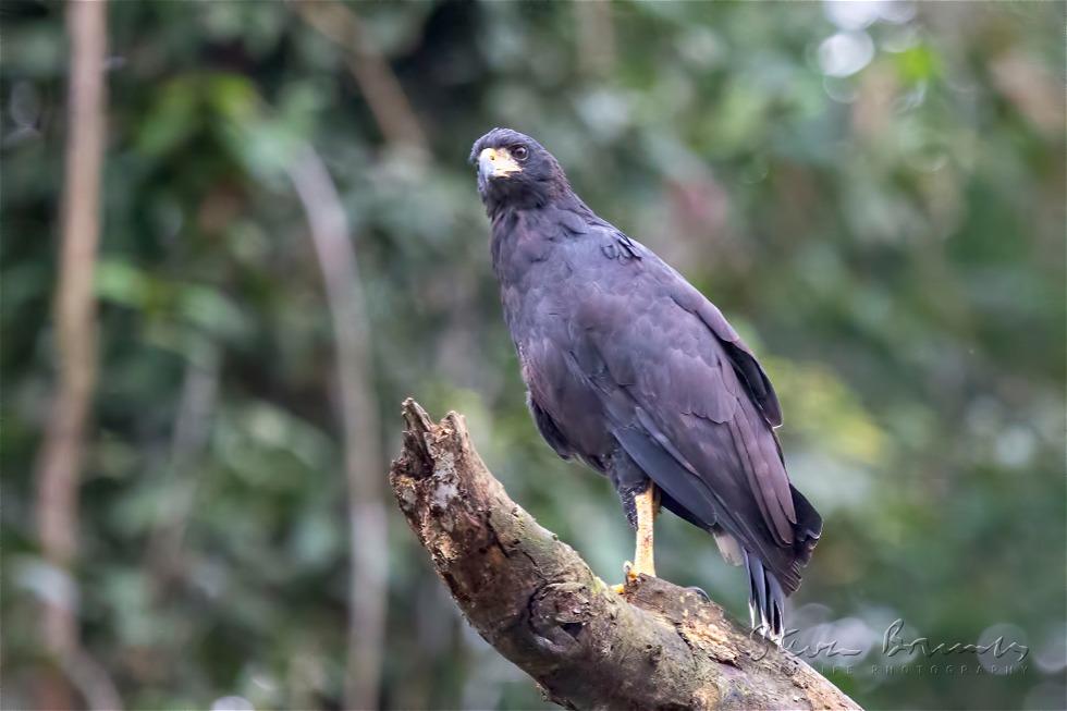 Great Black Hawk (Buteogallus urubitinga)