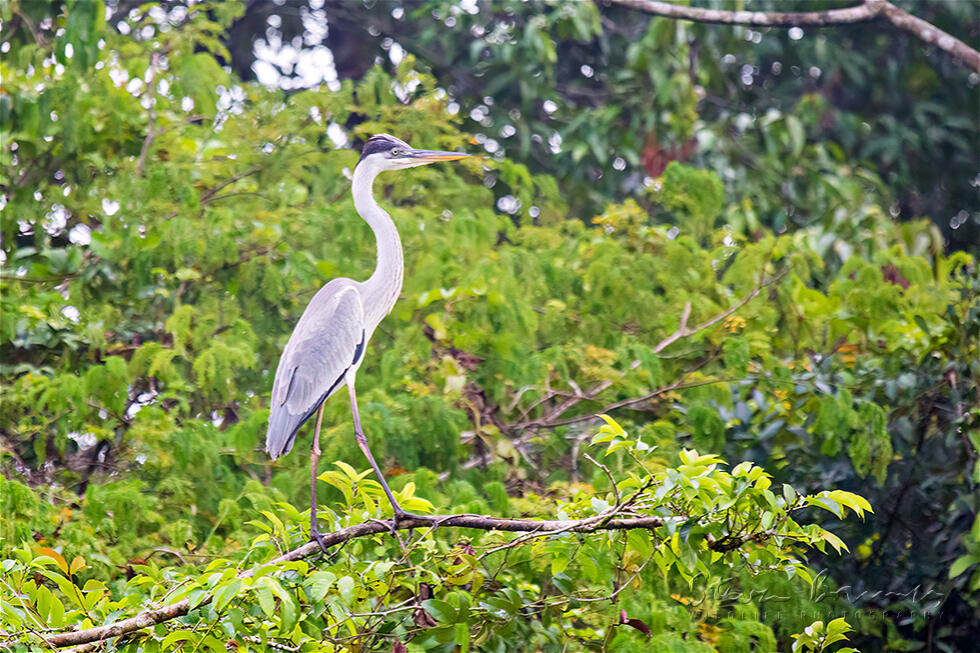 Cocoi Heron (Ardea cocoi)