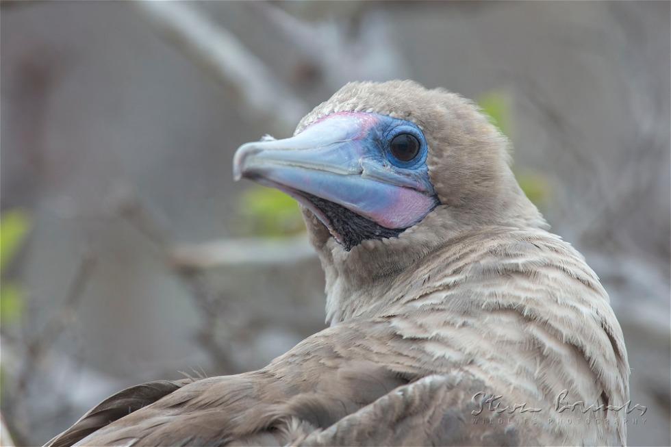 Red-footed Booby (Sula sula)