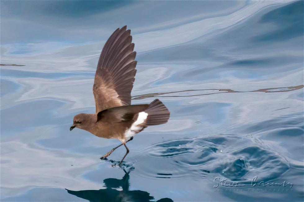 Elliot's Storm Petrel (Oceanites gracilis)