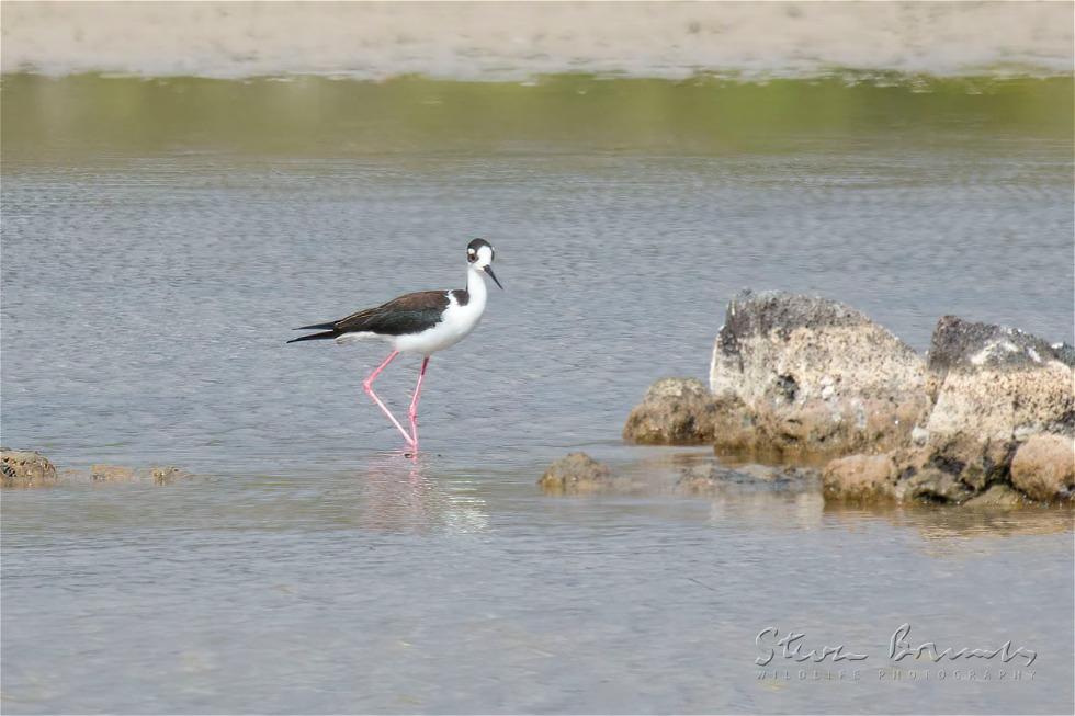 Black-necked Stilt (Himantopus mexicanus)