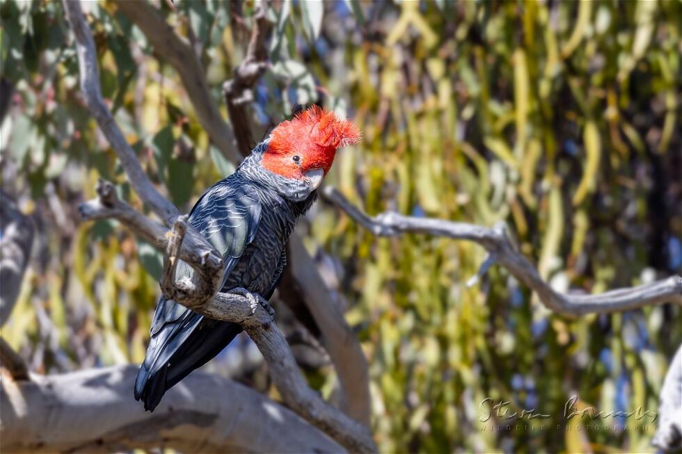 Gang-gang Cockatoo (Callocephalon fimbriatum)