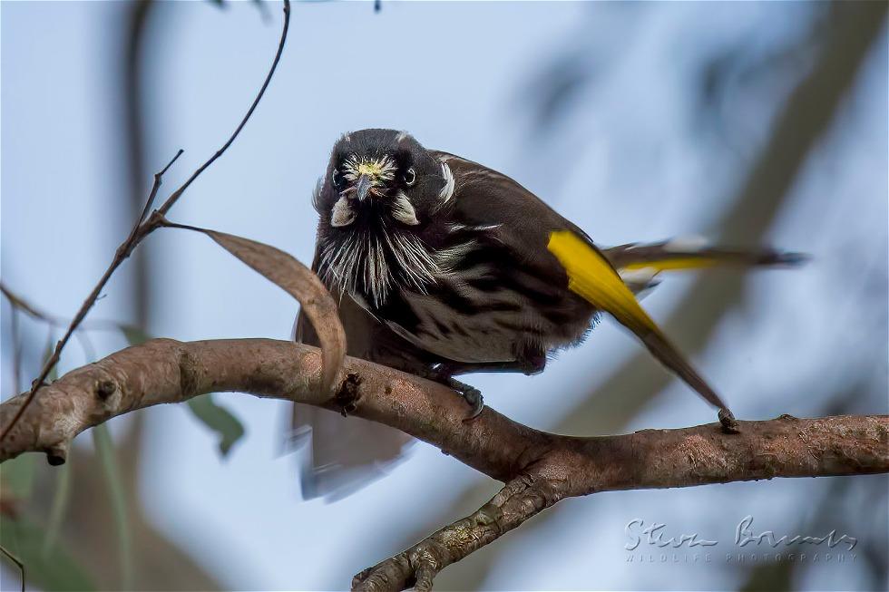 New Holland Honeyeater (Phylidonyris novaehollandiae)