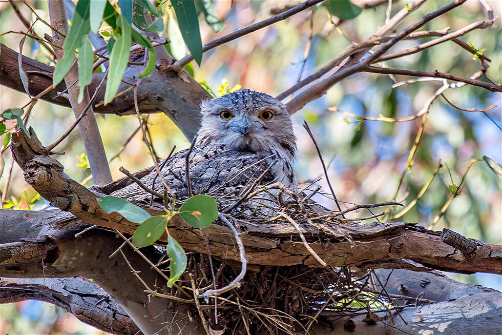 Tawny Frogmouth (Podargus strigoides)