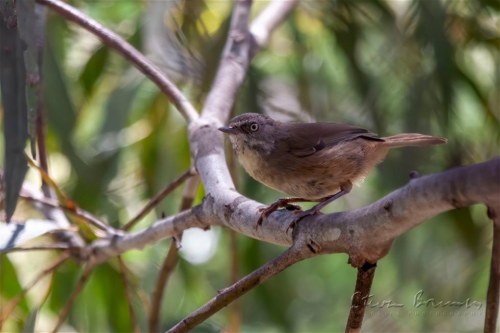 White-browed Scrubwren (Sericornis frontalis)