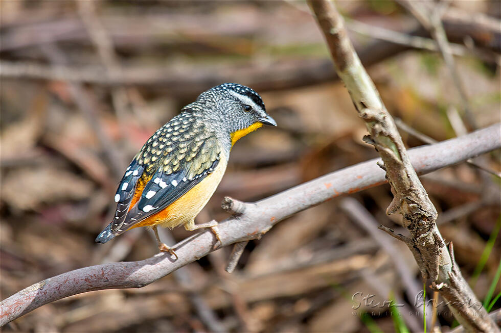 Spotted Pardalote (Pardalotus punctatus)