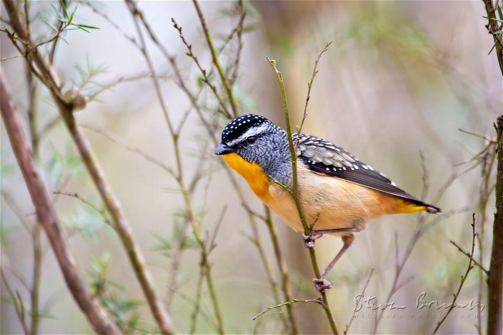 Spotted Pardalote (Pardalotus punctatus)