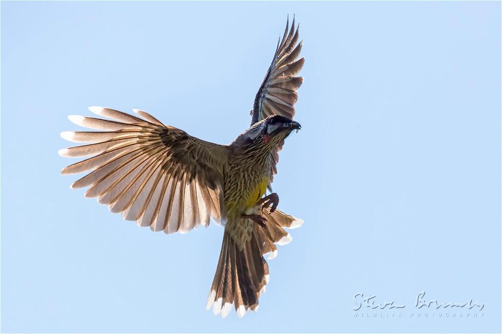 Red Wattlebird (Anthochaera carunculata)