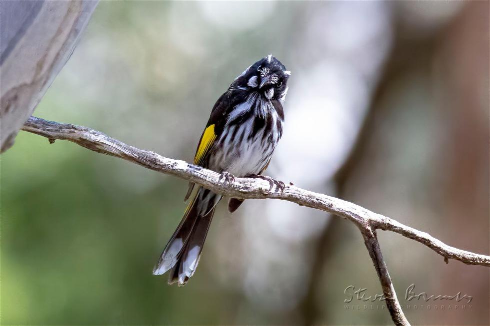 New Holland Honeyeater (Phylidonyris novaehollandiae)