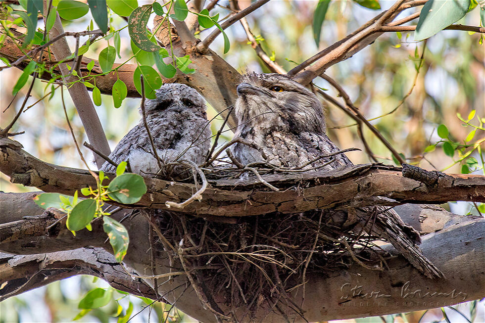 Tawny Frogmouth (Podargus strigoides)