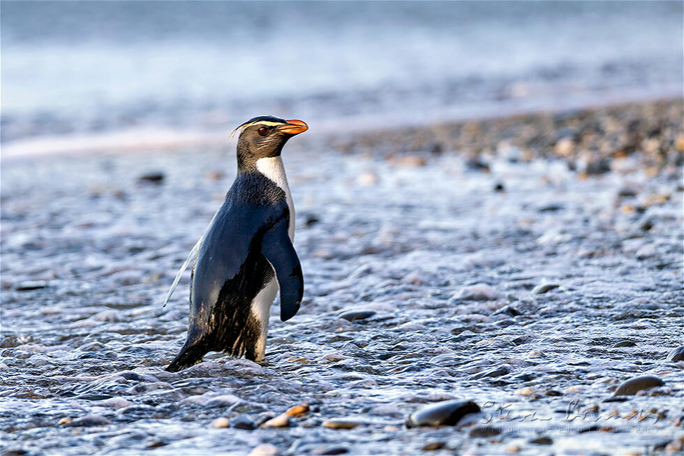 Fiordland Penguin (Eudyptes pachyrhynchus)