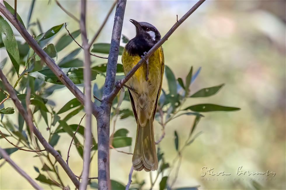 White-eared Honeyeater (Nesoptilotis leucotis)