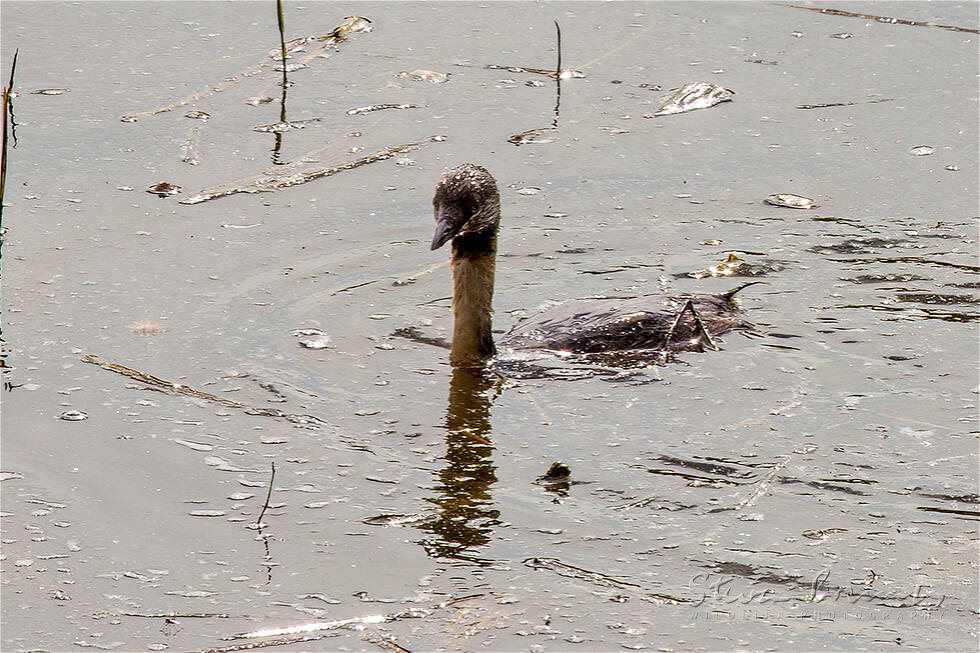 Hoary-headed Grebe (Poliocephalus poliocephalus)