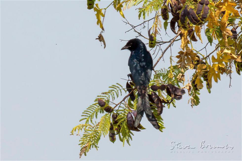 Black Drongo (Dicrurus macrocercus)