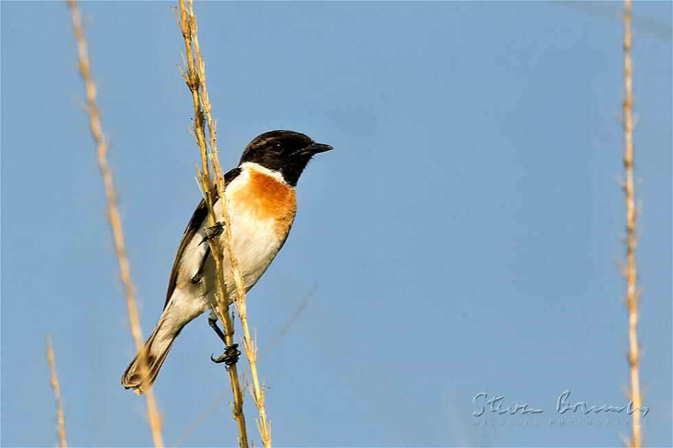 White-tailed Stonechat (Saxicola leucurus)