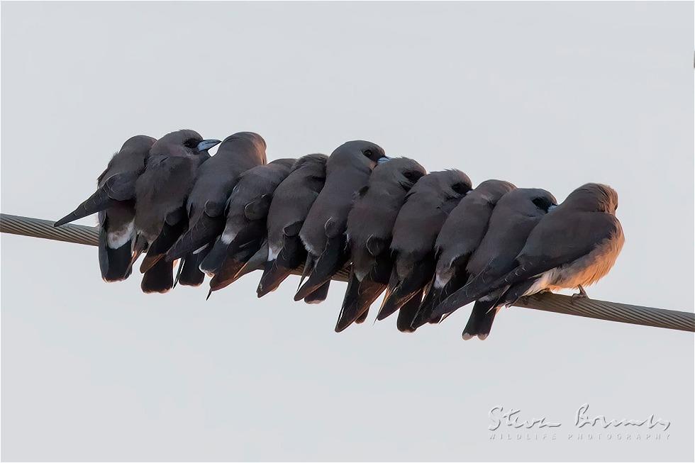 Ashy Woodswallow (Artamus fuscus)