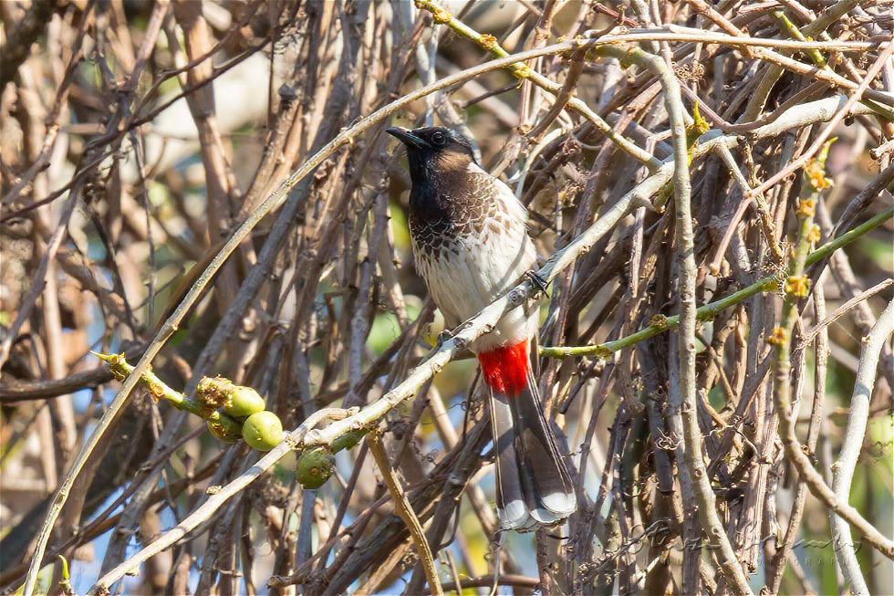 Red-vented Bulbul (Pycnonotus cafer)