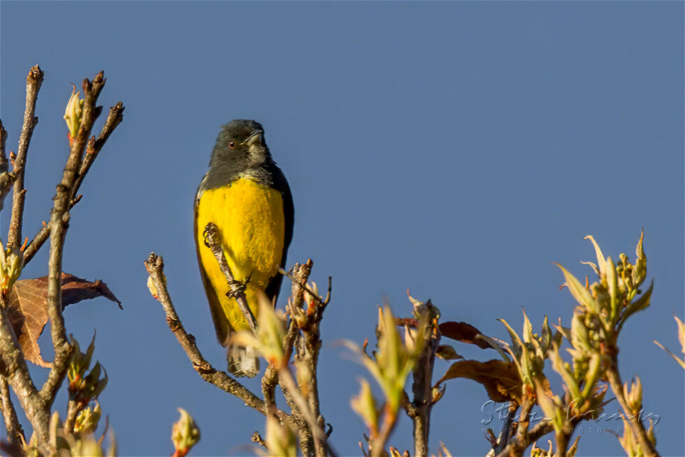 Yellow-bellied Flowerpecker (Dicaeum melanoxanthum)