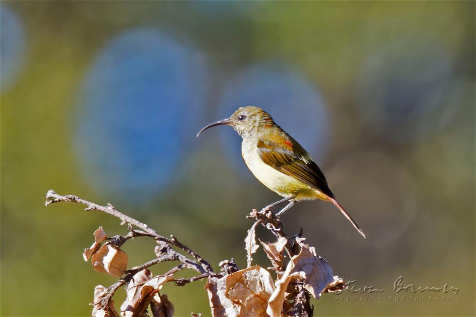 Green-tailed Sunbird (Aethopyga nipalensis)