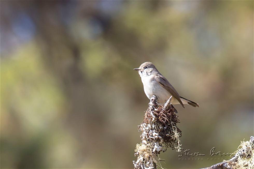 Slaty-backed Flycatcher (Ficedula hodgsonii)