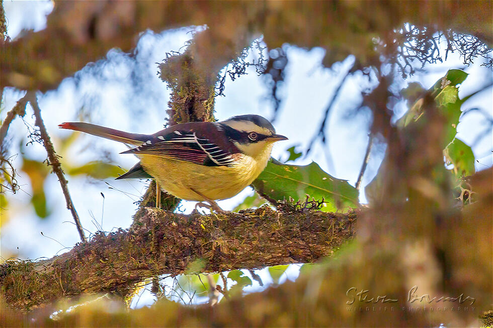 Red-tailed Minla (Minla ignotincta)