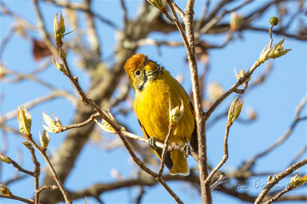 Bar-throated Minla (Minla strigula)