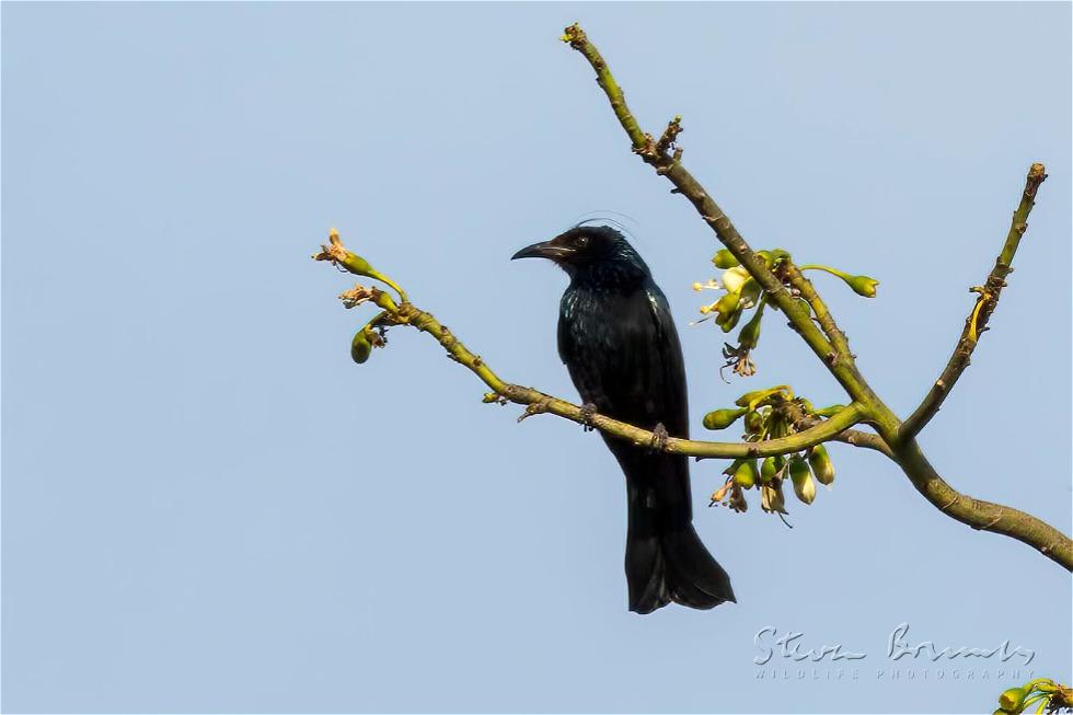 Hair-crested Drongo (Dicrurus hottentottus)