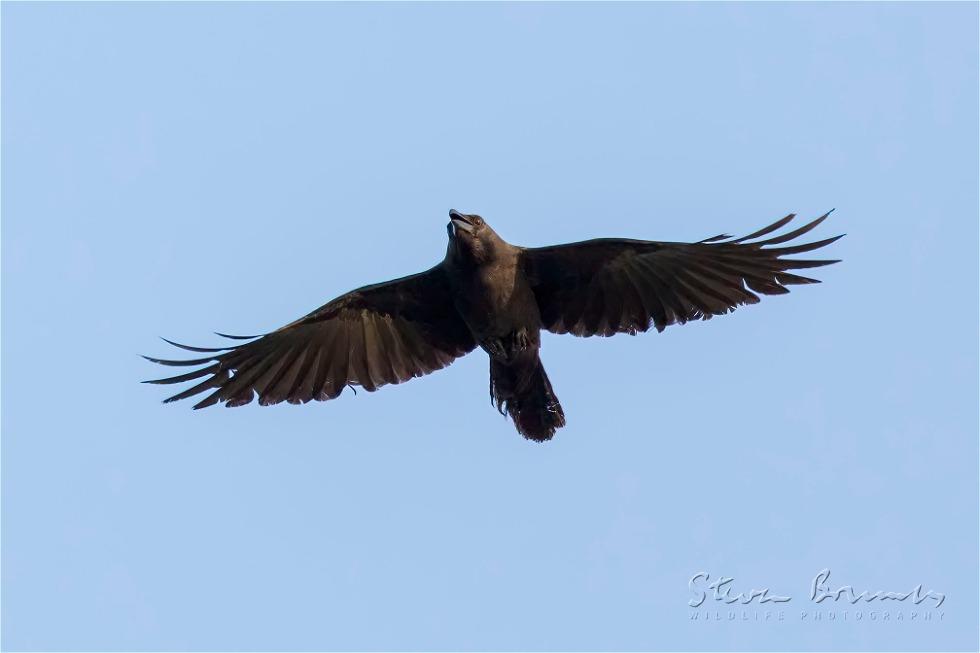 House Crow (Corvus splendens)