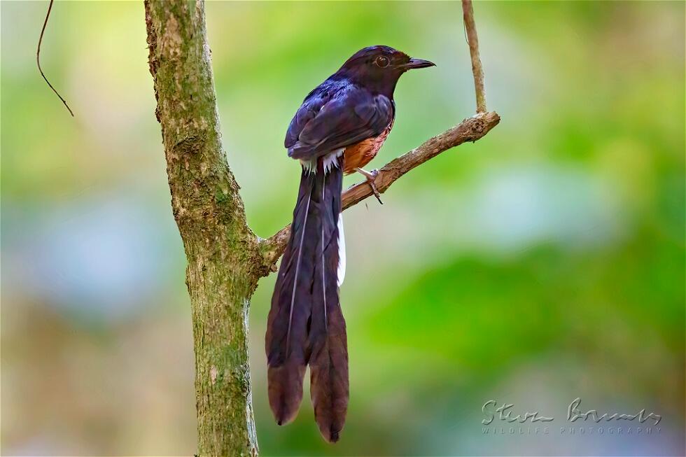 White-rumped Shama (Copsychus malabaricus)