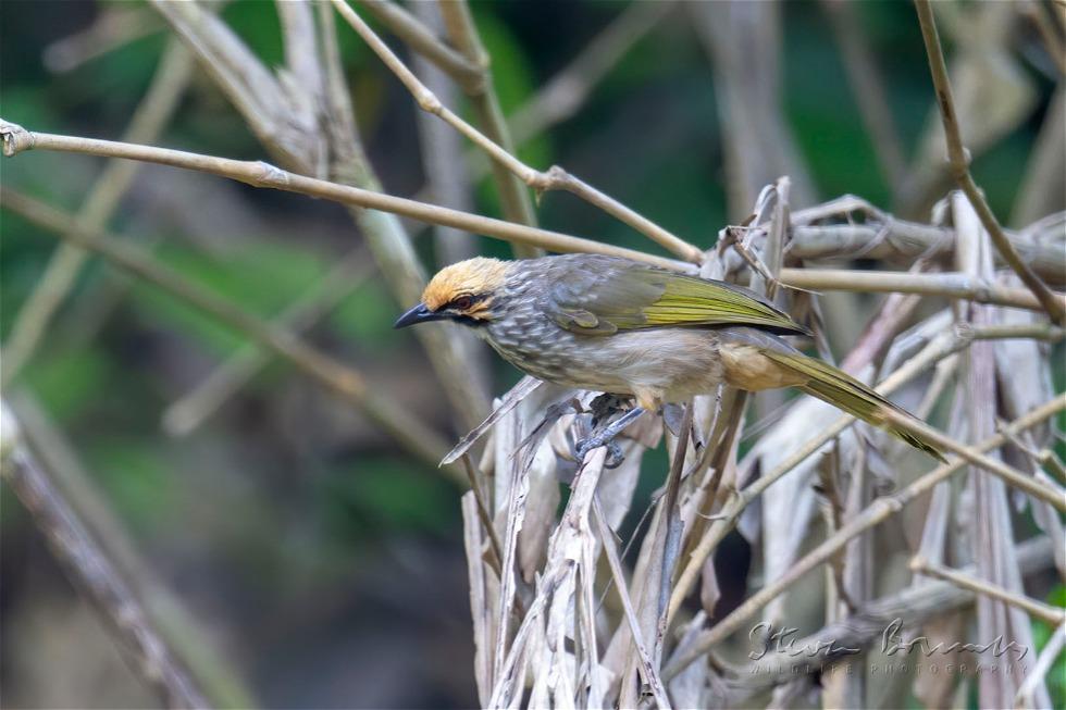 Straw-headed Bulbul (Pycnonotus zeylanicus)