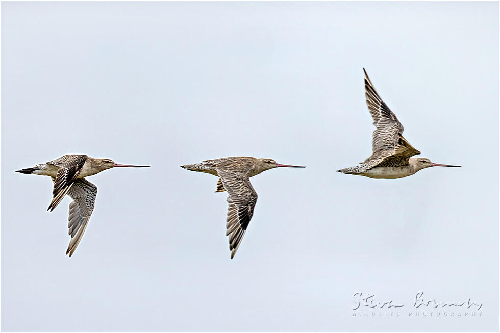 Bar-tailed Godwit (Limosa lapponica)