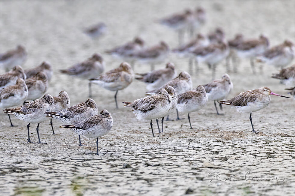 Bar-tailed Godwit (Limosa lapponica)