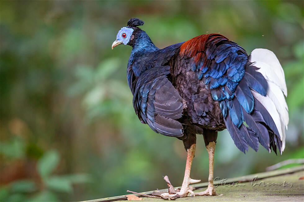 Crested Fireback (Lophura ignita)