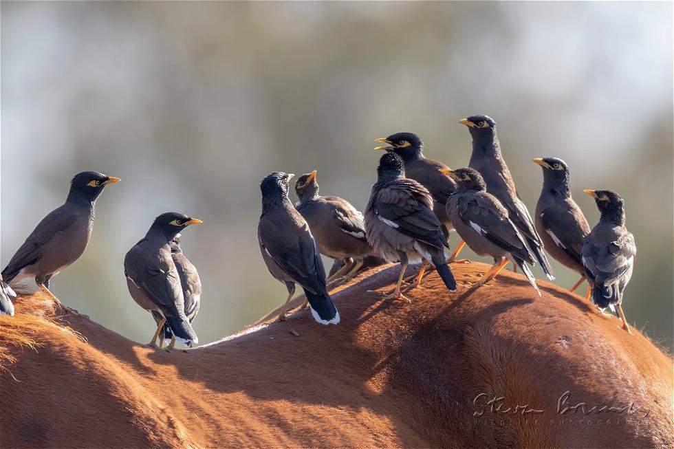 Common Myna (Acridotheres tristis)