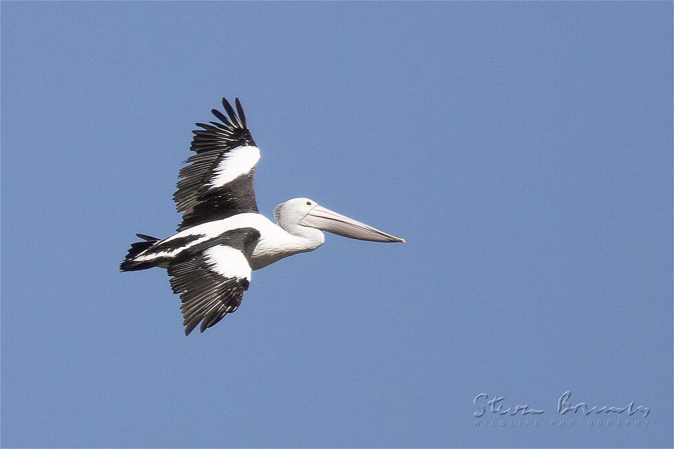 Australian Pelican (Pelecanus conspicillatus)