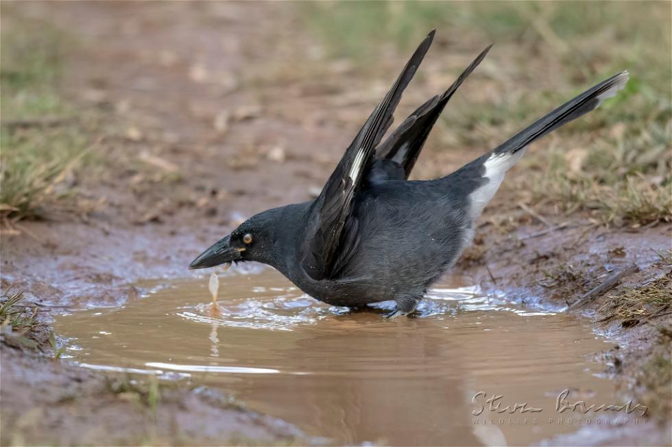 Pied Currawong (Strepera graculina)