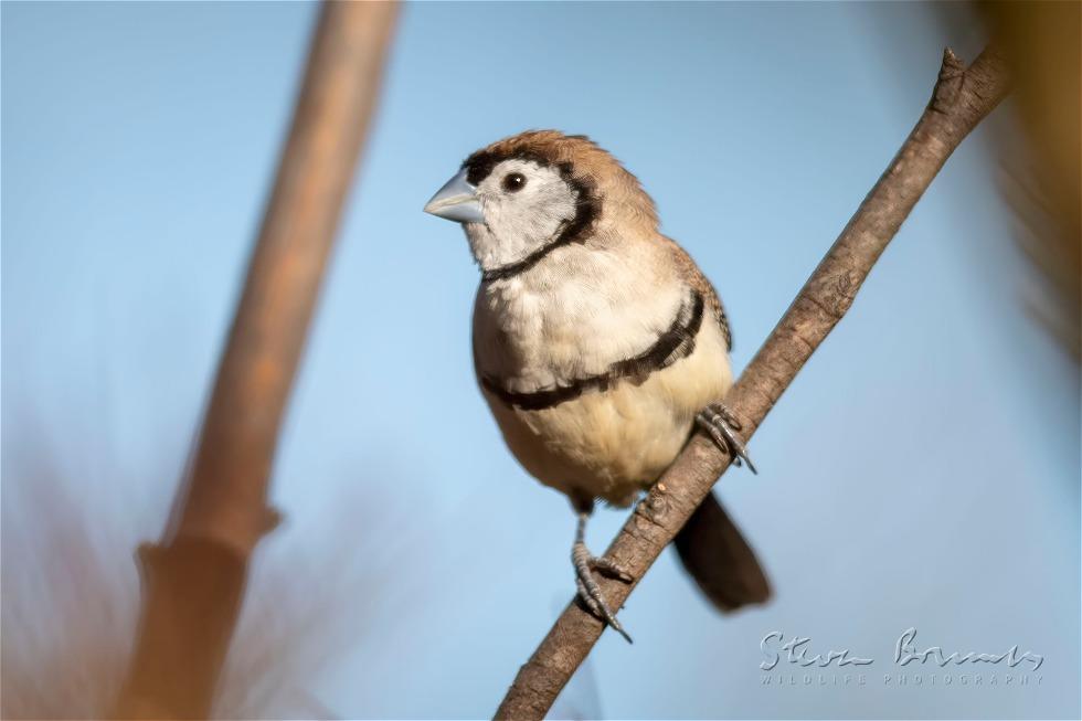 Double-barred Finch (Taeniopygia bichenovii)