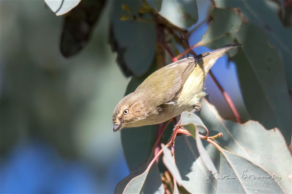 Weebill (Smicrornis brevirostris)