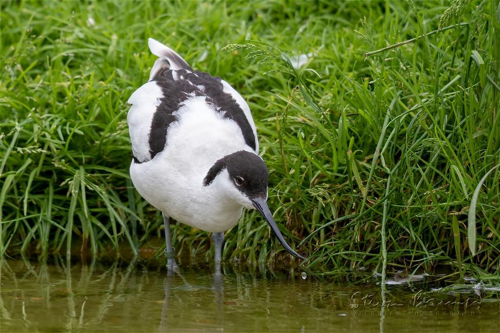 Pied Avocet (Recurvirostra avosetta)