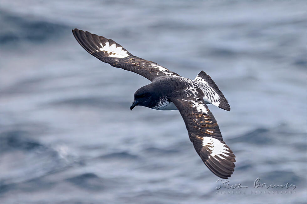 Cape Petrel (Daption capense)